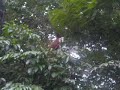 Spider Monkey Spider Monkey