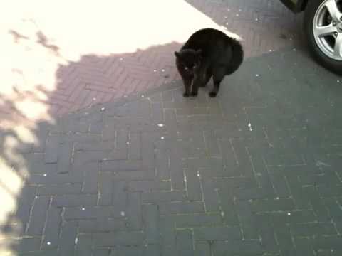Black cat vs Labrador Retriever