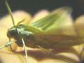 手乗り雀 Hawkmoth - 3, 2, 1, Lift-Off!