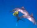 dolphins and anna