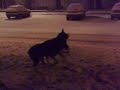 Odie & Duke in the snow at night