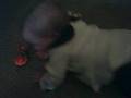 Saydi Girl yelling