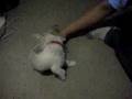 MARSHMELL0W CHASiNG HiS TAiL :]
