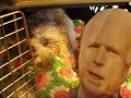 The Obama Dog rips Mccain a new one!!! BEST REACTION! The Obama Dog rips Mccain a new one!!! BEST REACTION!