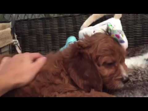 Beautiful Female Cavapoo