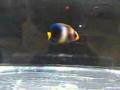 Juvenile Africanus Angelfish