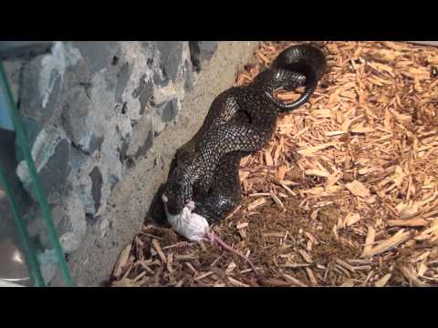 YouTube reptile video
