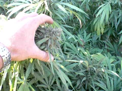 how to harvest outdoor weed