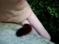 videos de My Other Fuzzy Friend