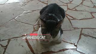 The Javanese Cat is One Enigmatic Breed