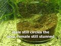 auratus