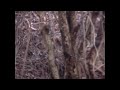 Esquilo/Ardilla/Squirrel/Ekorre/Orava