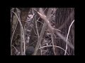 Esquilo/Ardilla/Squirrel/Ekorre/Orava Esquilo/Ardilla/Squirrel/Ekorre/Orava