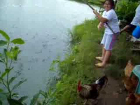 tilapia fish farm