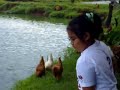 tilapia fish farm