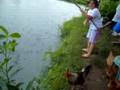 tilapia fish farm