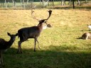bramito di un daino nell'area di ripopolamento del Vincheto di Cellarda a Feltre