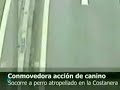HeroDogTriesToHelpWoundedDog