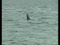 Archipiélago de las Perlas Ballena y ballenato Archipiélago de las Perlas Ballena y ballenato