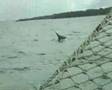 Archipiélago de las Perlas Ballena y ballenato