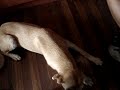 MI PERRA LULU MI PERRA LULU