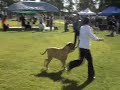 ITALIAN  CANE   CORSO  WINS BEST EXHIBIT IN GROUP IN AUSTRA...