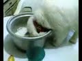 my hungry cat