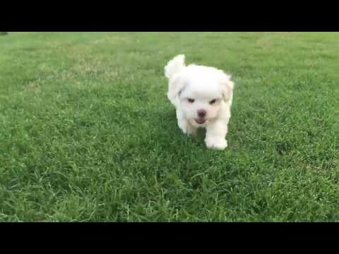 Sandy loves playing in the grass
