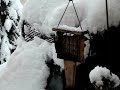 cats-watching-a-squirrel-eating-suet.html