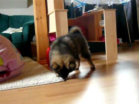 eurasier