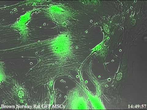 how to isolate msc from bone marrow