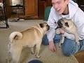 pugs