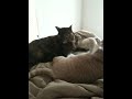Girl fight!!!!