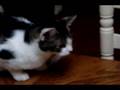 LERN ABOUT CATS THE MOVIE!!!!!!?! - part 1