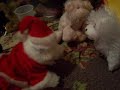 Webkinz Santa Webkinz Santa