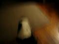 videos de Wolfie Files
