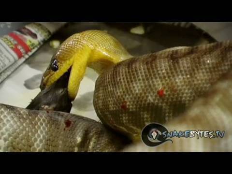 YouTube reptile video