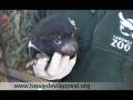 Sneak Peak at Cute Baby Tassie Devils at Taronga Zoo