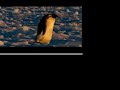 penguins.html