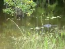 Alligator Florida door Boender Alligator Florida door Boender