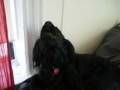 Simba the Field Spaniel Sings