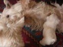 westies and kitten