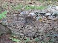 monkeys again monkeys again