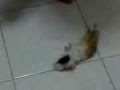 cuyo deshuesado