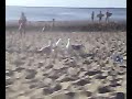 Farid&Harun summer beach Farid&Harun summer beach