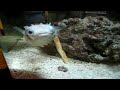 Porcupine fish attempting to eat a bigger crab,crab escpae death -attempt 2