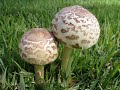 Cogumelos Azuis Cogumelos Azuis