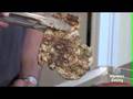 Chicken Parmesan Video Recipe