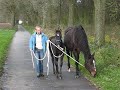 Spelen met paarden Spelen met paarden