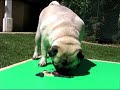 Pug paints his self-portrait